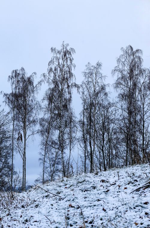Free A serene winter scene featuring tall, leafless trees against a snowy background. Stock Photo