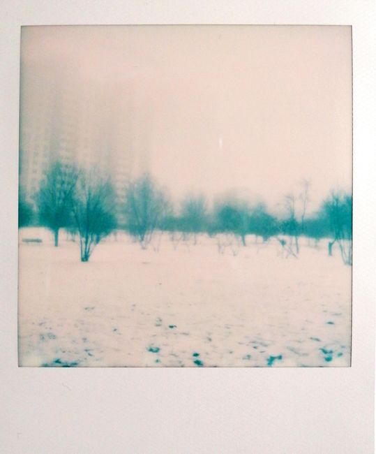 A snowy orchard in Kyiv with a misty backdrop creating a serene winter scene.