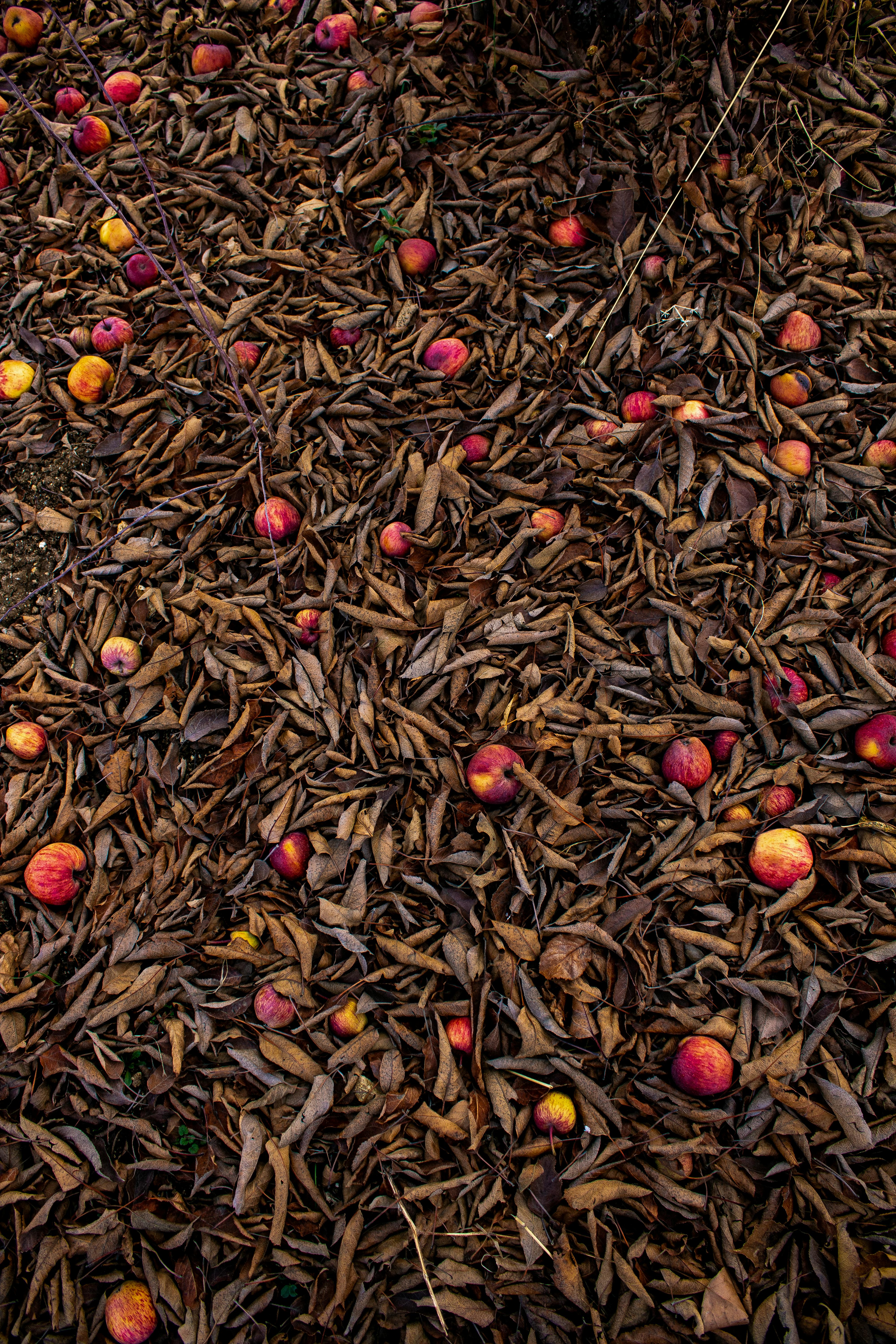 Fresh Jujube berries texture wallpaper Stock Photo - Alamy