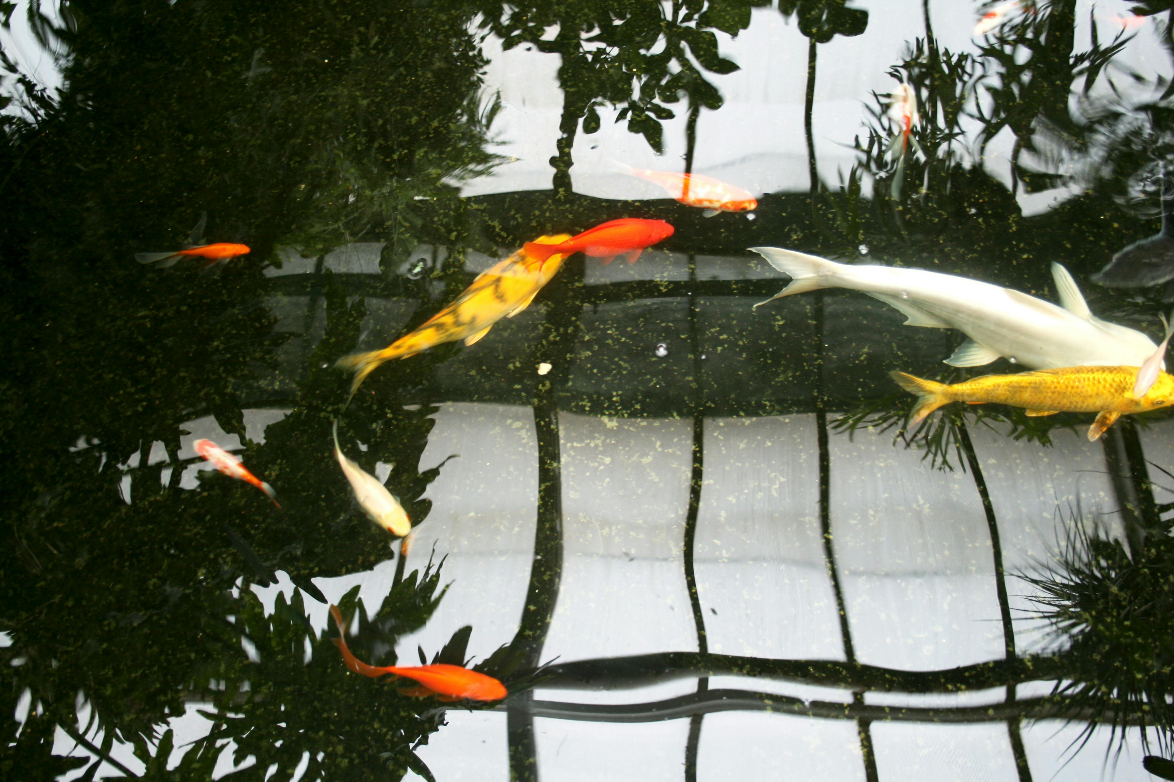 Free stock photo of fishes, gold fish, reflection