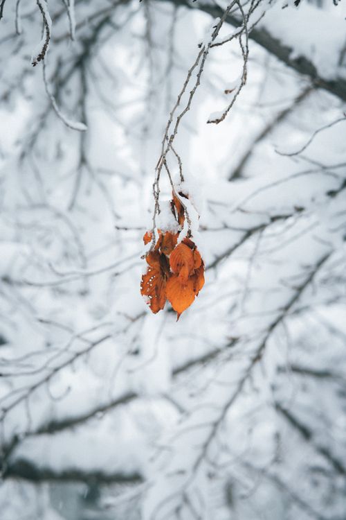 Free A close-up of orange leaves on snow-covered branches captures the serene beauty of winter. Stock Photo