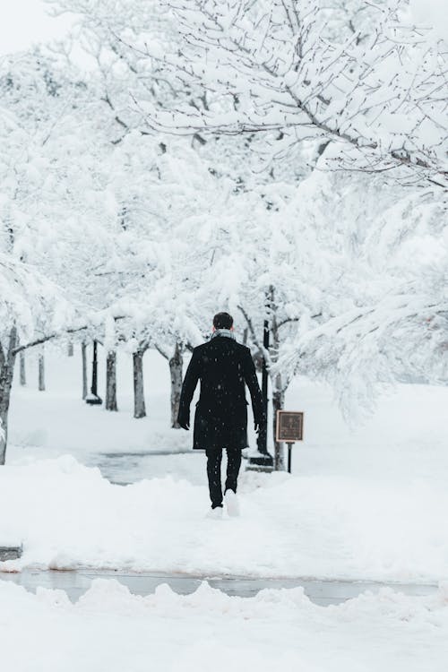 Immagine gratuita di alberi, camminando, freddo