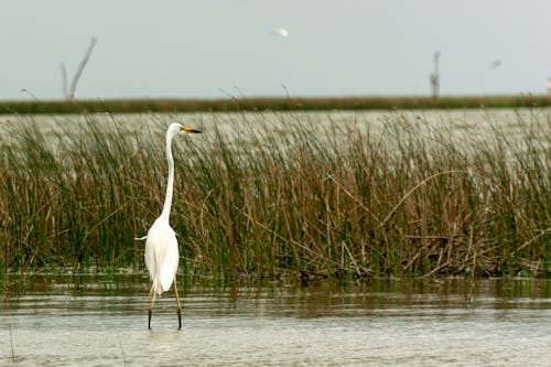 Immagine gratuita di fotografia di uccelli, fotografia naturalistica, sfondo 4k