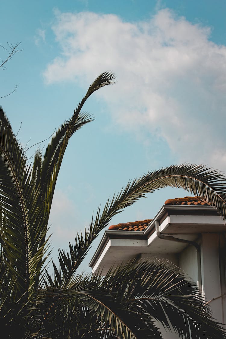 Cloud Over House And Tree