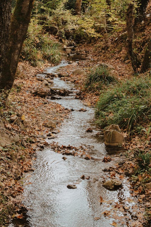 Small Stream in the Forest