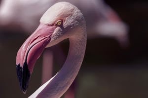 Close Up Photo of a Flamingo
