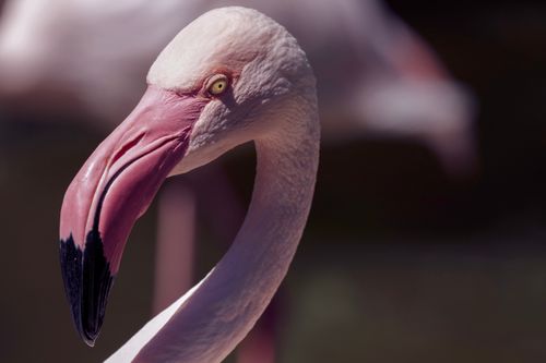 Free Elegant close-up of a greater flamingo highlighting its distinctive beak and vibrant color. Stock Photo