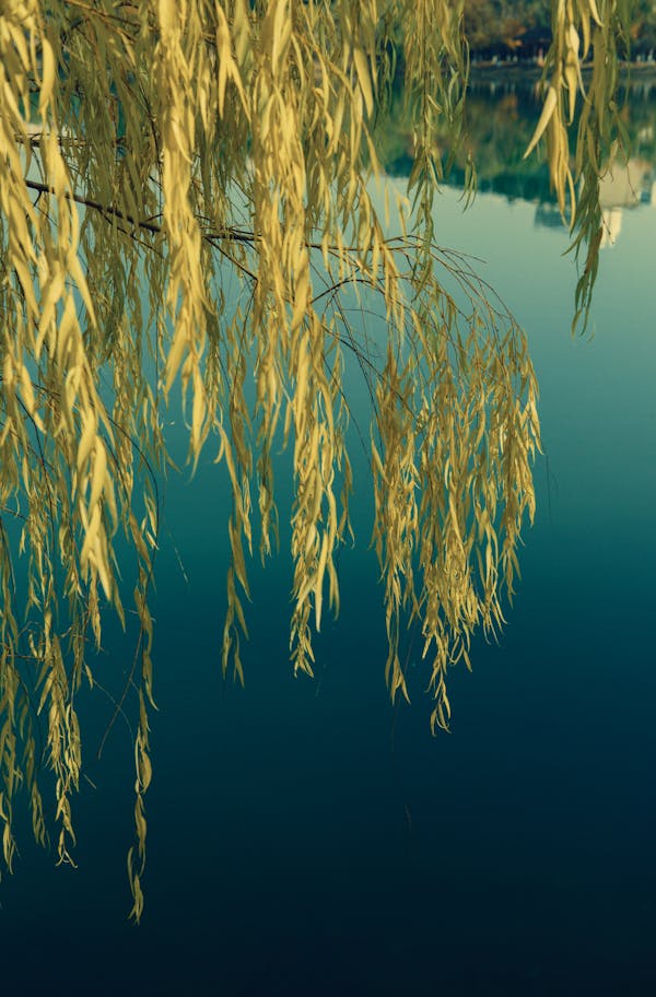 wilting and yellowing of tree leaves