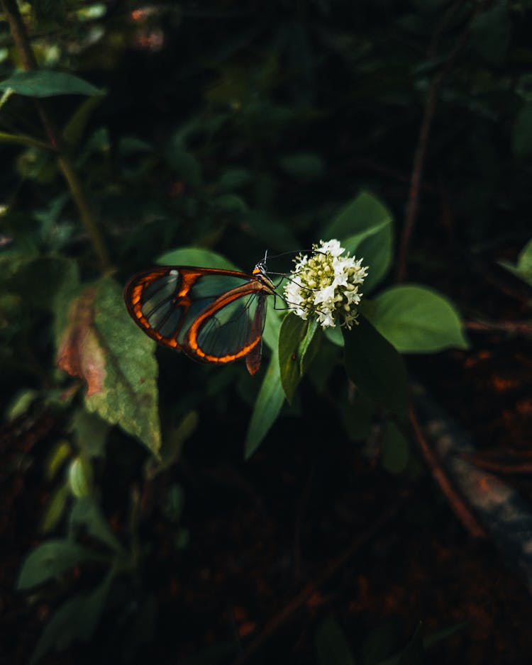 Butterfly On Flower In Close Up Photography