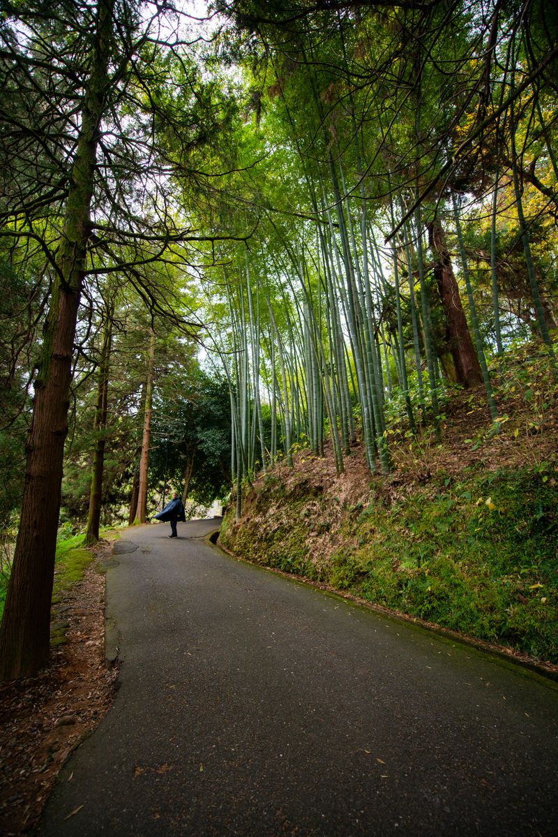 Peaceful forest pathway