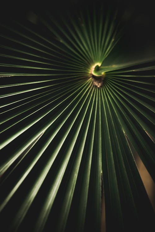 Foto profissional grátis de fechar-se, folha de palmeira, folha verde