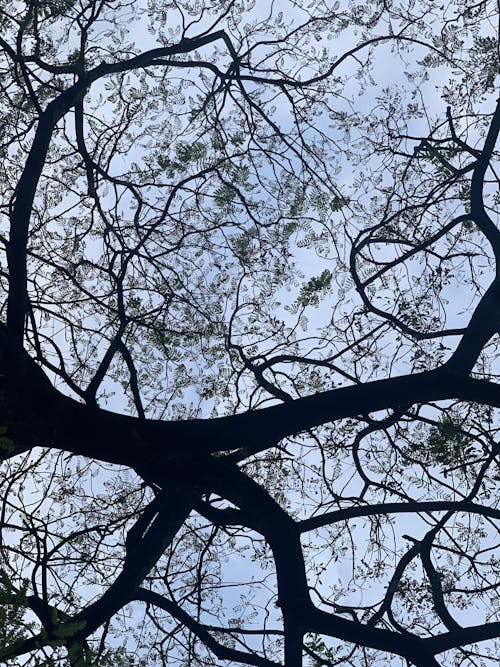 Web of Tree Branches