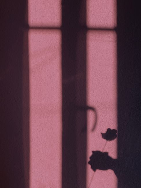 Artistic shadow of a hand holding a flower cast on a pink wall. Conceptual and minimalistic.
