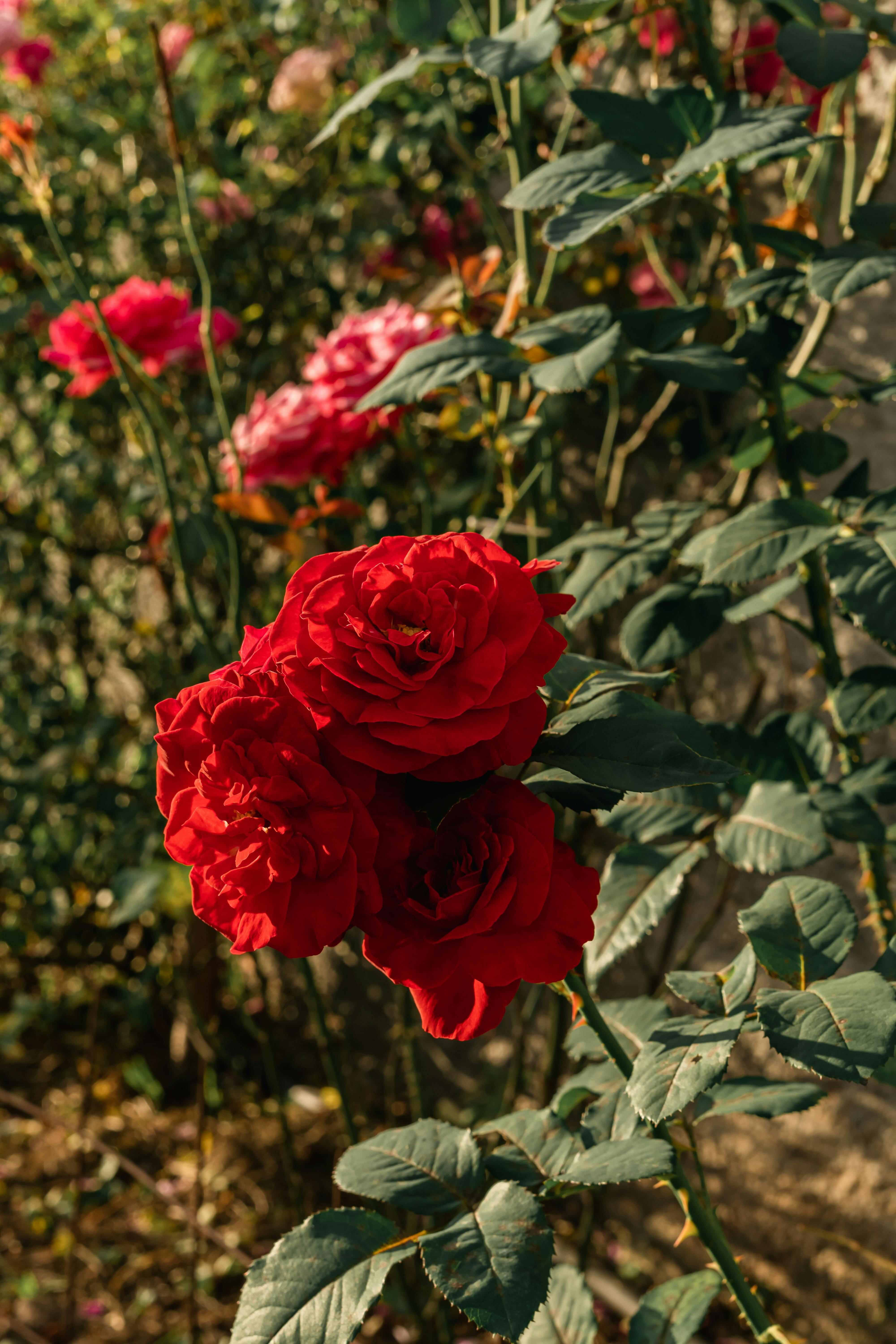Red Rose Shrub · Free Stock Photo