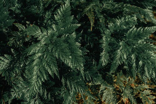 bitki, bitki örtüsü, cepheler içeren Ücretsiz stok fotoğraf