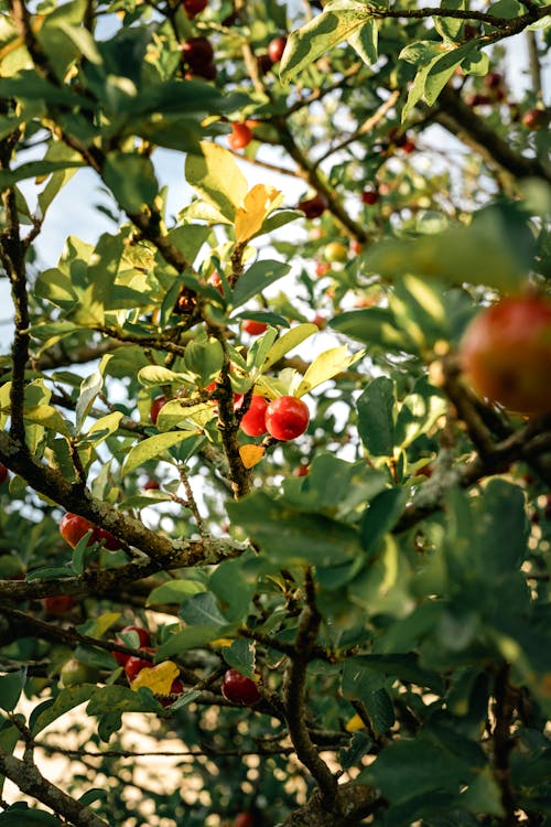 Fruit on Tree