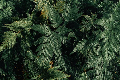 Free Green Leaves of Ferns Stock Photo