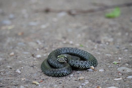 A close-up photo of a Natrix natrix snake coiled on a gravel path, showcasing its patterns and textures.