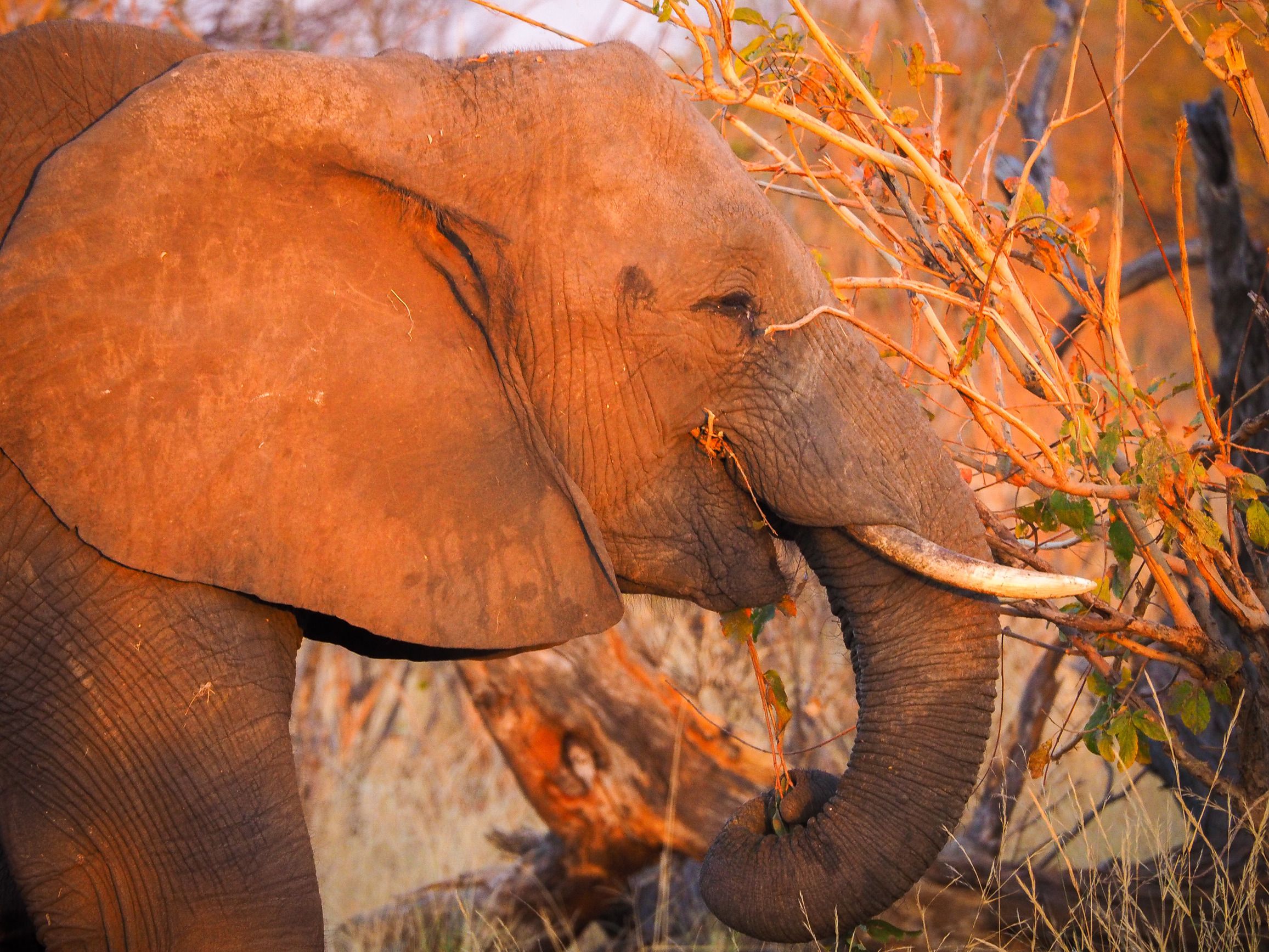 Photo of Botswana