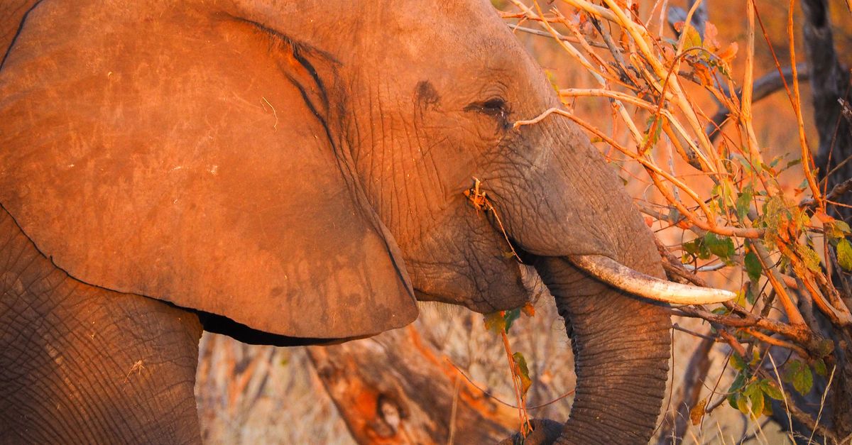 Photo of Botswana
