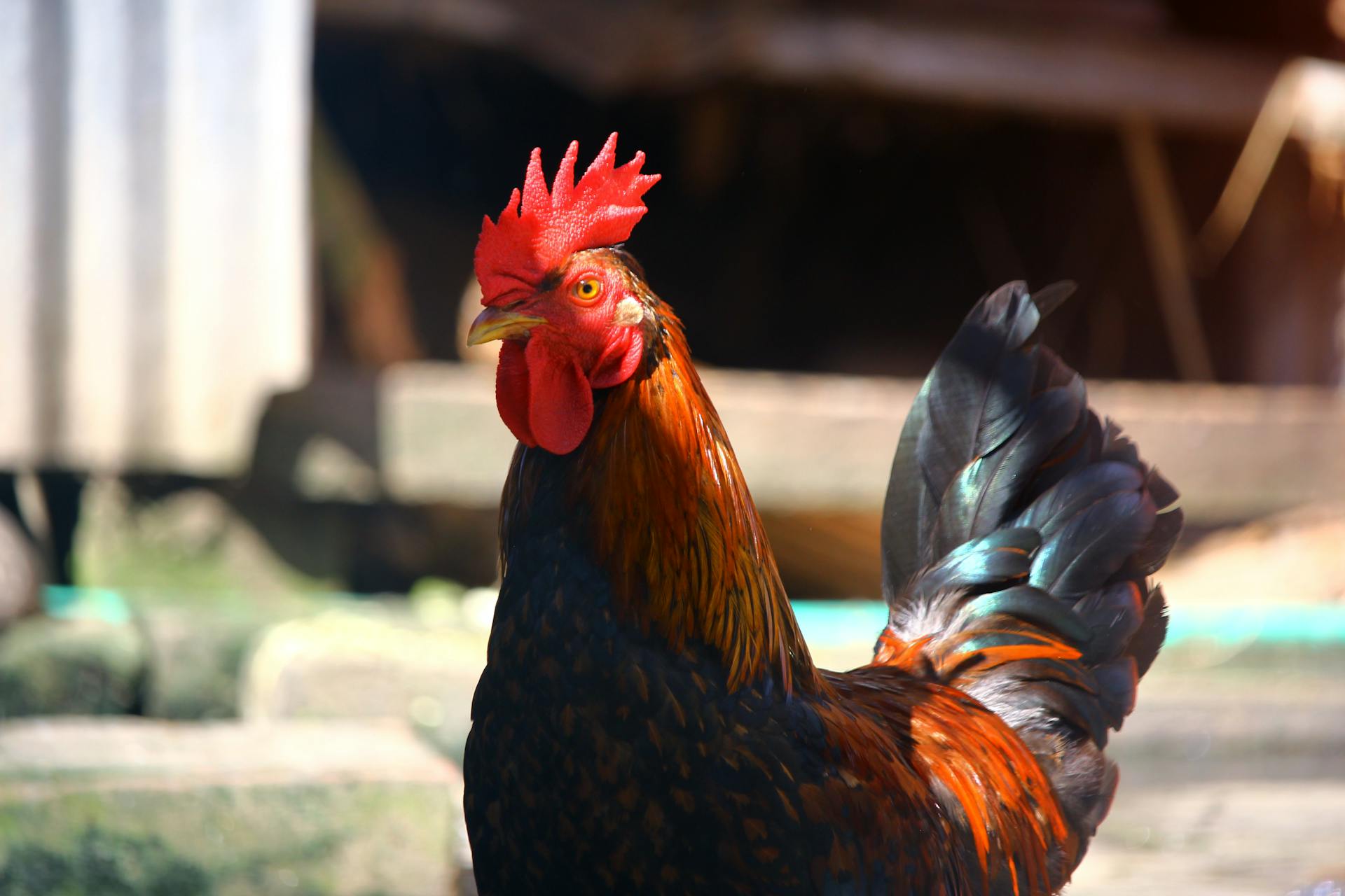 Vibrant close-up of a rooster in Dhaka, Bangladesh, showcasing its colorful plumage.