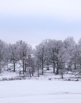 Peaceful frosty winter scene with snow-covered trees in a tranquil nature setting.