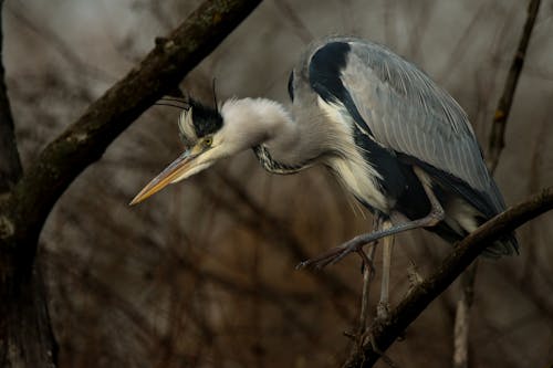 Immagine gratuita di animall, forestpark, naturebeauty