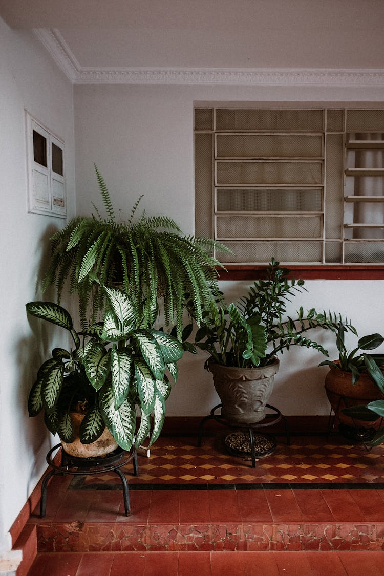 Potted Plants In A Room