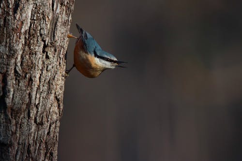 Immagine gratuita di animale, appollaiato, avvicinamento