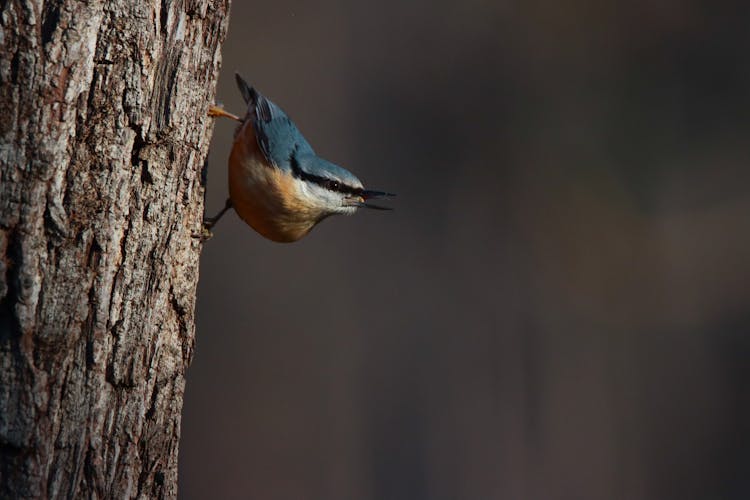 A Eurasian Nuthatch On A Tree Trunk 