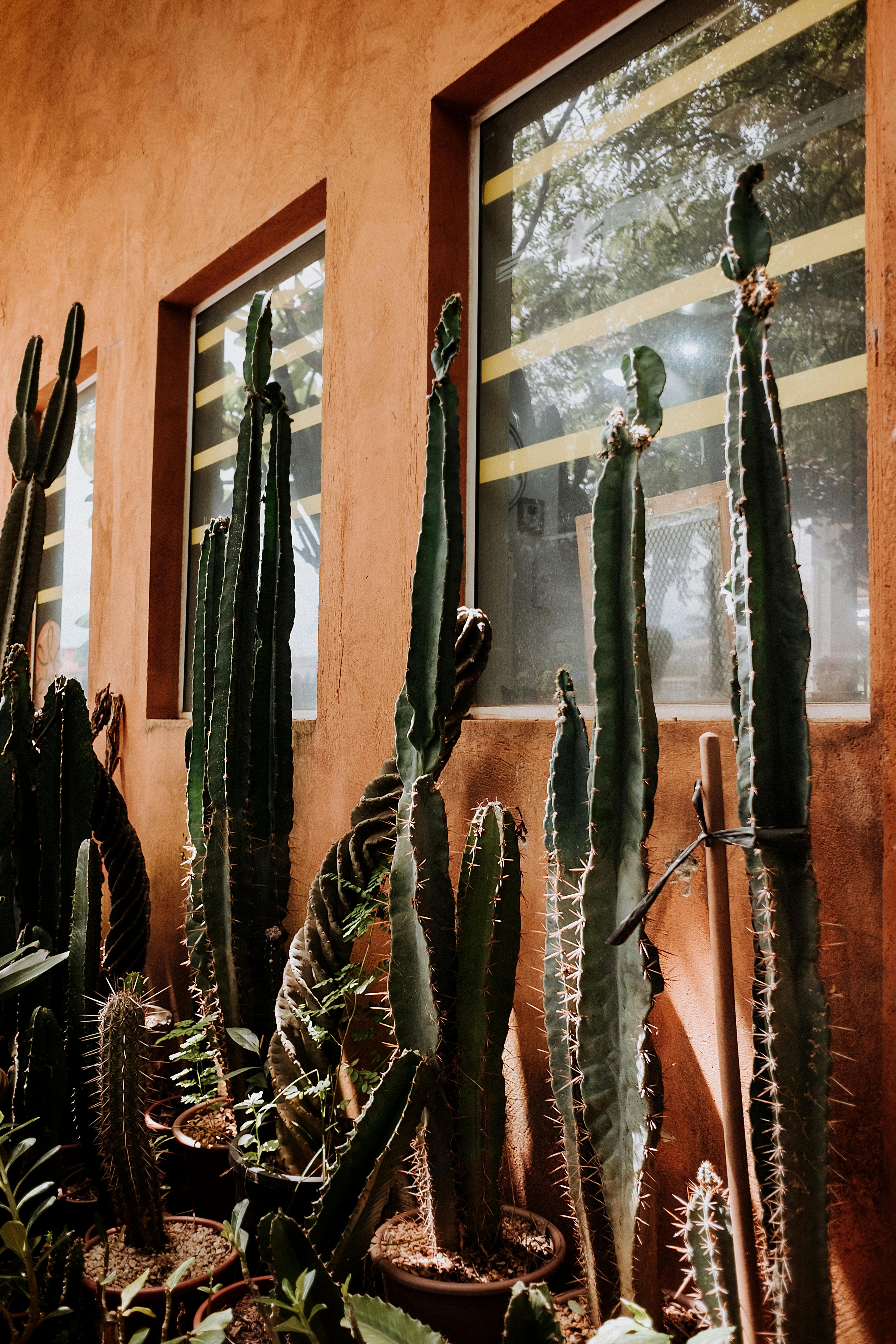 Cactus plants in pots against a rustic brown wall in São José do Rio Preto, Brazil.