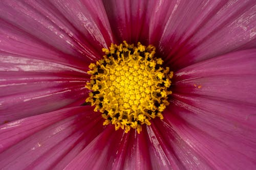 Foto profissional grátis de botânico, cor, cor-de-rosa