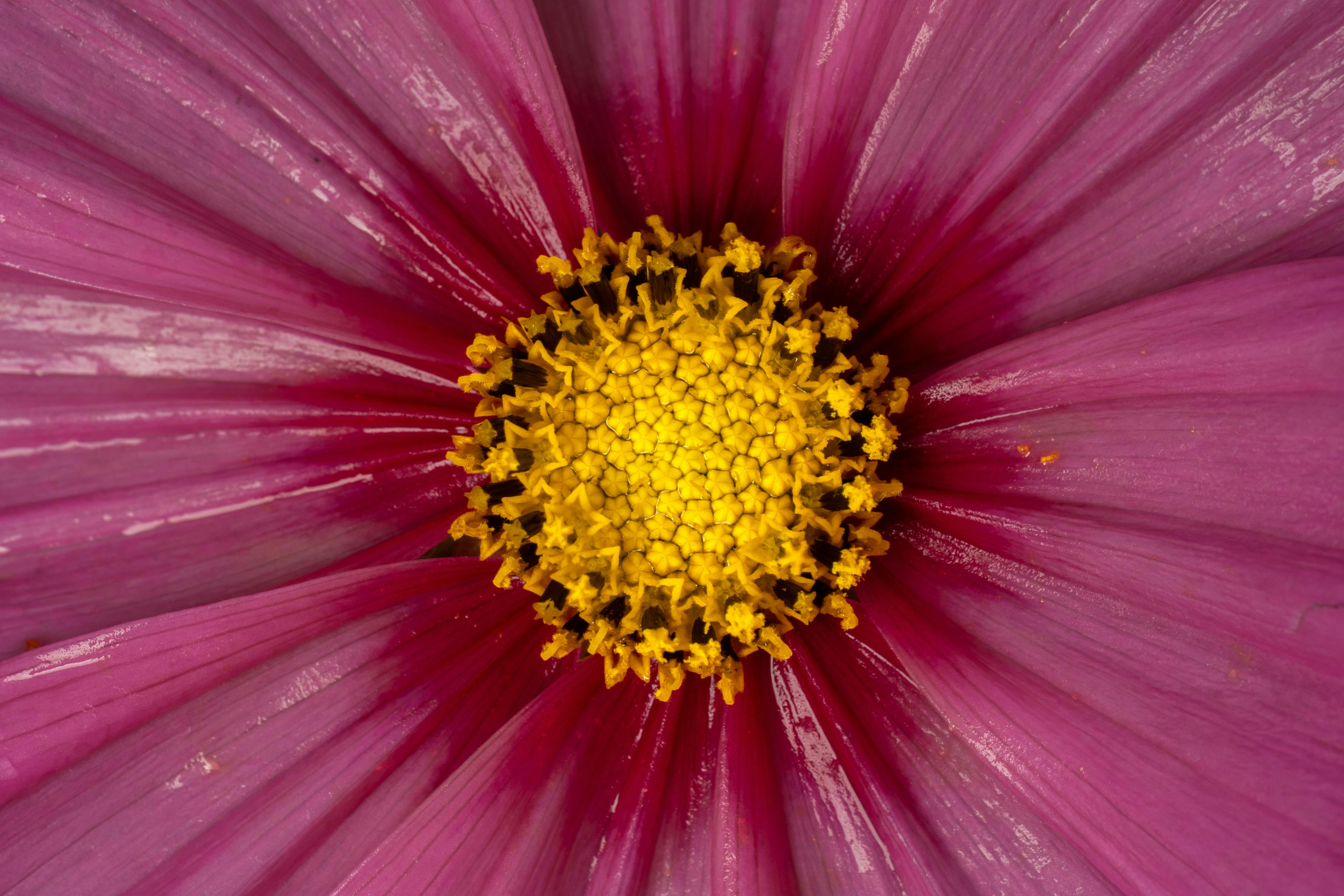 Orange Gazania · Free Stock Photo