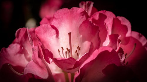 Close-Up Photograph of a Pink Azalea Flower