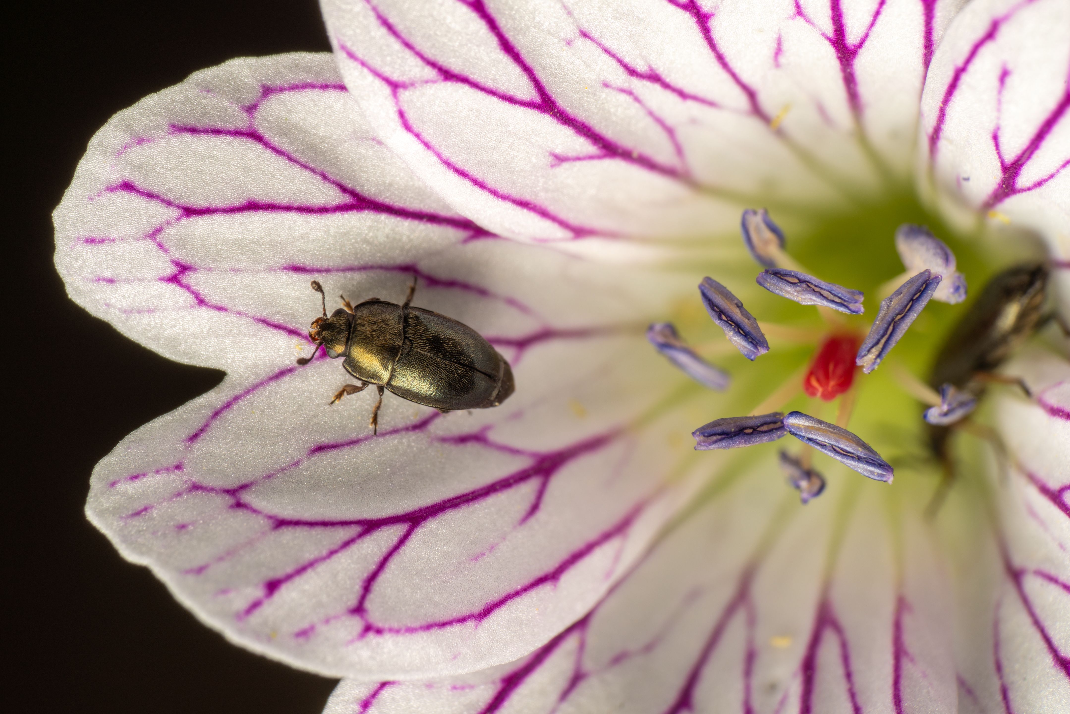 Macro of Bug Sitting on Flower Petal · Free Stock Photo