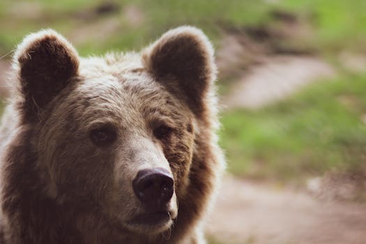 A detailed close-up of a grizzly bear surrounded by nature in daylight.