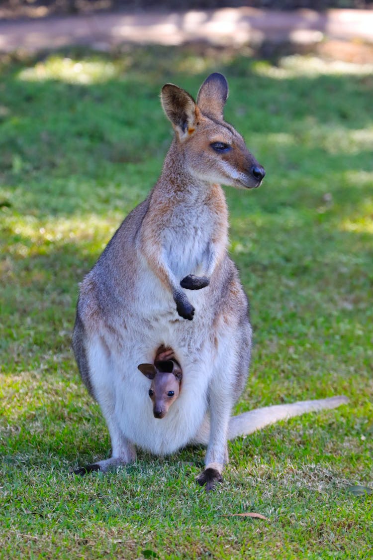 Kangaroo With A Joey Sitting On Grass