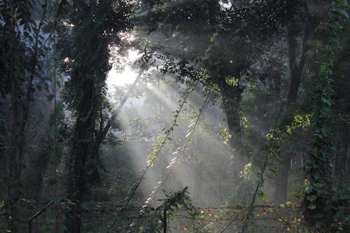 Ücretsiz ağaçlar, gün ışığı, sis içeren Ücretsiz stok fotoğraf Stok Fotoğraflar