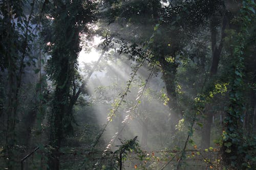 Free Sunrays Through the Trees Stock Photo