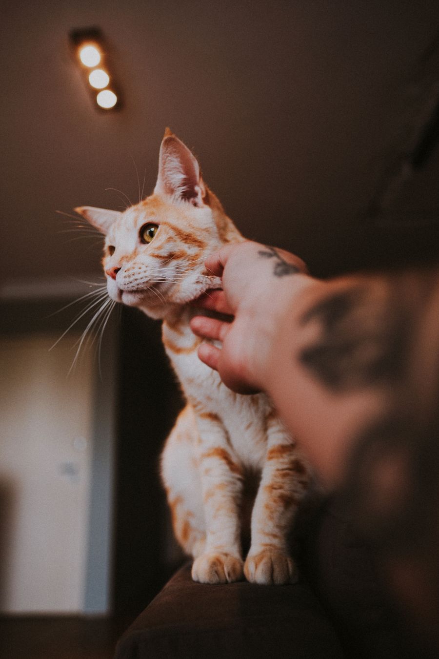 Pourquoi mon chat me mordille ? Lire les signaux avant la morsure - 1