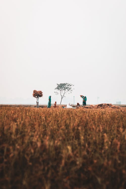 People Working On Field Near Deep Forest Free Stock Photo People Working On Field Near Deep Forest Free Stock Photo