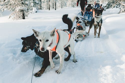 Bezpłatne Związane Psy Na śnieżnym Polu Zdjęcie z galerii