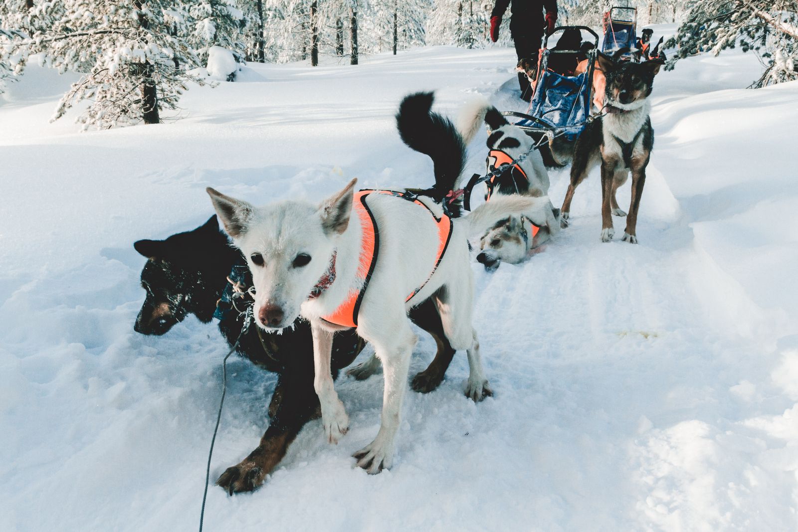 Husky sled expedition under Northern Lights Arctic mountains