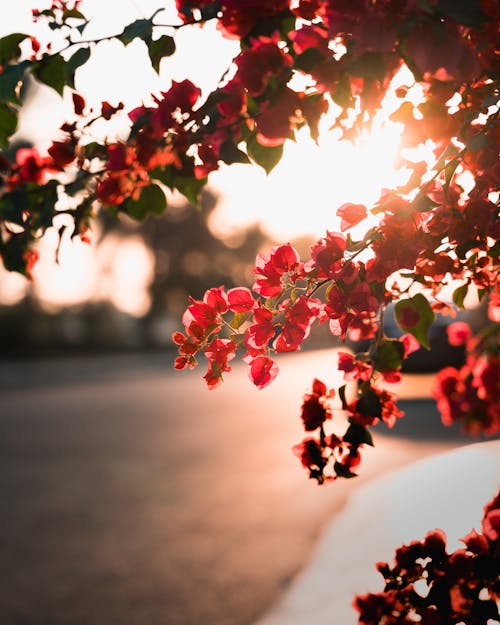 Close Up Photo of Red Flowers during Sunset