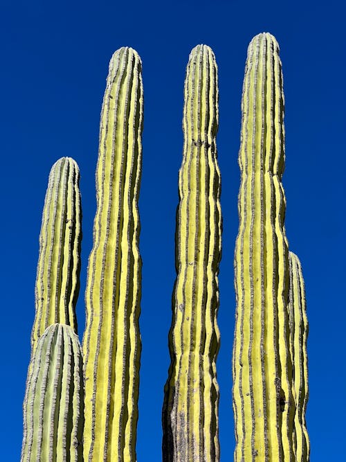 Low Angle View of Cactuses against Clear Sky 
