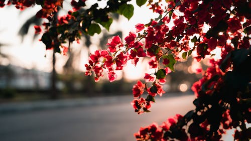 Bougainvillea Flowers During Sunset 