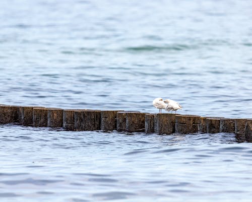 Foto stok gratis burung camar, burung di laut, di tepi laut