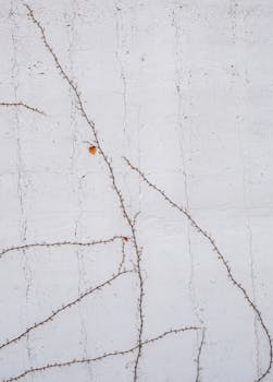 Minimalist vines on a white wall, showcasing nature's growth against urban surfaces.