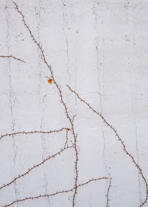 Free Minimalist vines on a white wall, showcasing nature's growth against urban surfaces. Stock Photo