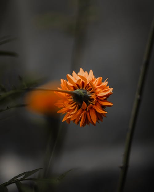 Ingyenes stockfotó bhfyp, blumen, boldog témában